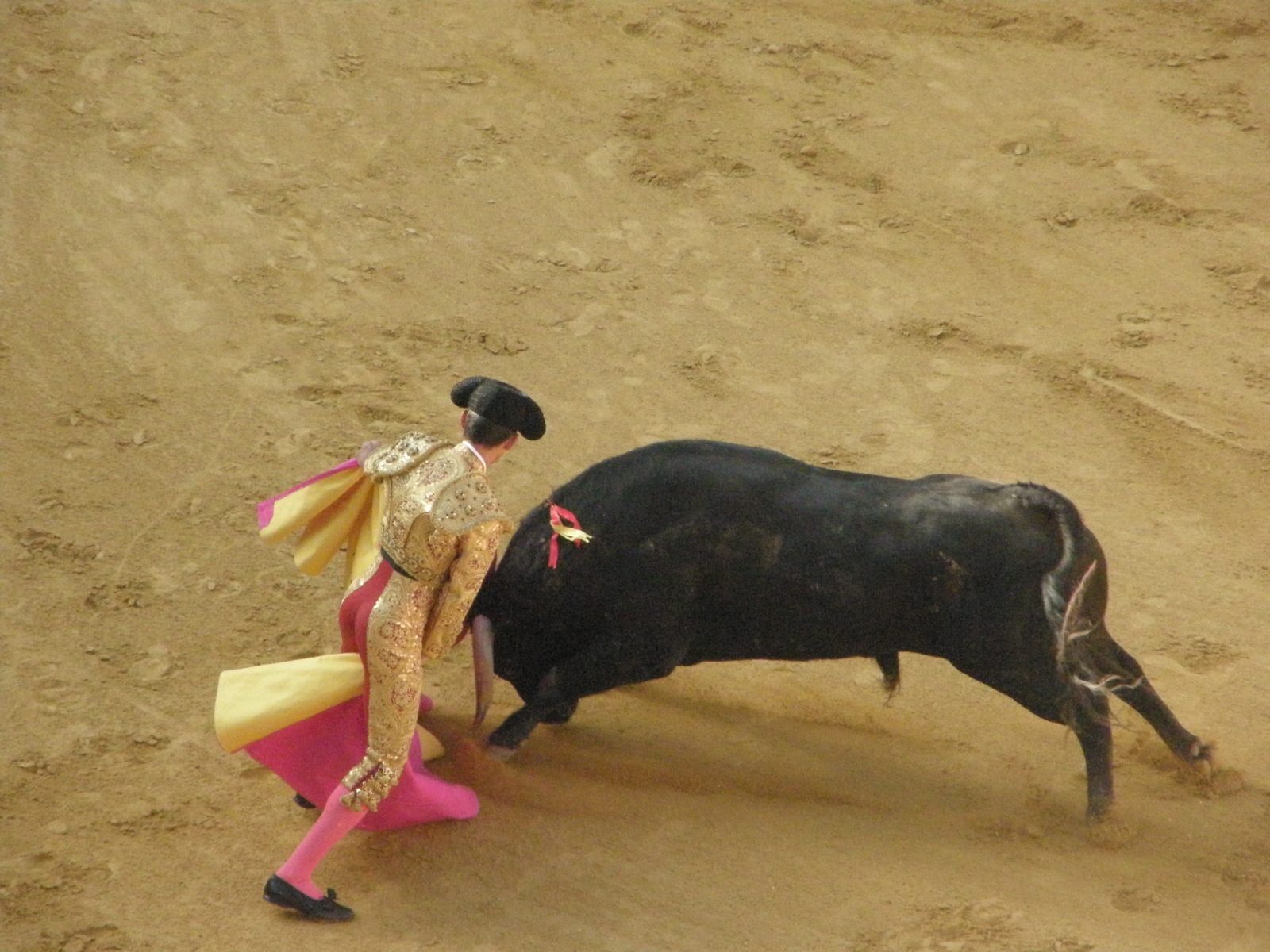 砂の闘牛場で、ピンクと金の衣装の闘牛士が黄色とピンクの布を振り、黒い牛が角を向ける